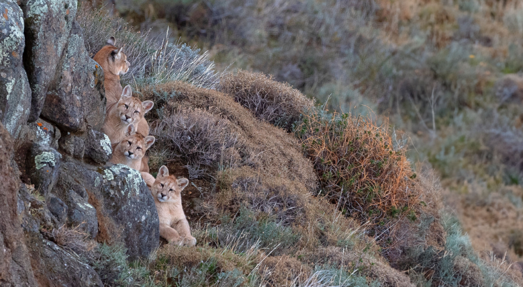PIA_48413-cachorros-Raya-2019-1-1024x561